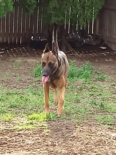 An adult German Shepherd with brown and black fur is walking towards the camera in a yard. The dog has its tongue out and is wearing a dark collar. The ground is a mixture of dirt and green grass, with some fallen leaves and small plants. In the background, there is a wooden fence and a large tree with green foliage. Behind the tree, some dark-colored tarps or fabric are visible. The scene appears to be outdoors during daylight. There is no information in the image to determine the specific location in Amarillo, United States of America.