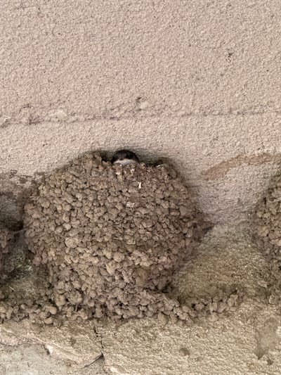 An extremely close-up, high-angle shot shows a mud nest built by a bird on a concrete structure. The nest is a roughly spherical agglomeration of mud pellets, adhered to the underside of a concrete overhang. A small bird, primarily visible by its head, is peering out from an opening in the nest. The bird has dark plumage on its head with a white bib. The concrete surfaces are rough and textured, with visible aggregate. The lighting suggests an outdoor environment, possibly a building facade or bridge. The image is devoid of any context that would place it in Tandzia, Georgia, or any specific city.