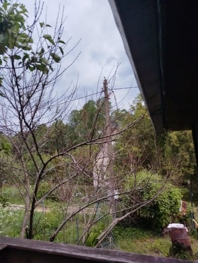 This image depicts an outdoor scene with a focus on vegetation and some man-made structures. In the foreground, a wooden railing runs horizontally across the bottom of the frame, suggesting a vantage point from a porch or balcony. Beyond the railing, a bare tree with intricate branches dominates the left side of the image, with a few green leaves scattered sparsely. The middle ground reveals a dense, overgrown landscape with a variety of trees and bushes. A tall, narrow brick structure, possibly a chimney or a slender tower, stands prominently in the background, partially obscured by the foliage. To the right of this structure, a rusty barrel is visible, suggesting a rural or semi-rural environment. The sky is overcast with gray clouds, indicating a cloudy day. The overall impression is one of a somewhat unkempt, natural setting, likely a backyard or a wooded area within a residential setting in Дзешчанскі сельскі Савет, Belarus.