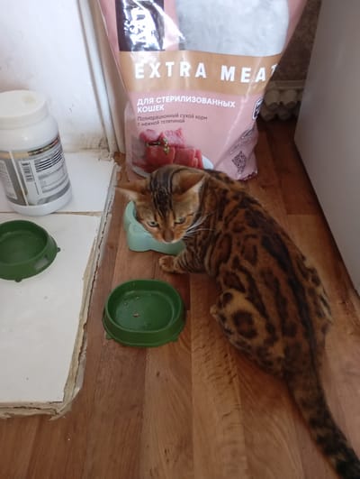A Bengal cat is eating from a teal-colored bowl on a wooden floor. Another green bowl is to the left of the cat, and a third green bowl is further left on a tiled surface. Behind the cat, a large bag of "EXTRA MEAT" cat food with Russian text is visible, leaning against a white wall. A white plastic container with a label is also on the tiled surface. The environment appears to be an indoor residential area, likely a kitchen or dining area. The cat has distinct spotted markings characteristic of its breed and is focused on its food. The lighting is natural, coming from an unseen source, casting soft shadows.