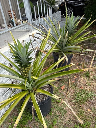 Two potted pineapple plants are shown from a top-down perspective, oriented vertically with the plants' bases towards the bottom of the frame. The plants have long, spiky green leaves with some browning and wilting at the tips, indicating they may not be in optimal condition. One plant is closer to the camera and displays a small, green pineapple developing at its center. The other plant, further away, also appears to have a developing pineapple, though it is less visible. Both plants are in large black plastic pots filled with dark soil and small white pebbles.
The scene appears to be outdoors in a yard or garden area. The ground surrounding the pots is covered with dry grass, brown leaves, and some patches of green weeds. In the background, a portion of a black car is visible on the left, with a tire and part of the bodywork showing. To the left of the plants, a white, corrugated metal structure, possibly a railing or wall, is present, with some decorative items on it, including what appears to be a small solar light and a weathered metal sign with text that is partially obscured and difficult to read.
The lighting suggests it is daytime, with shadows indicating the sun is casting light from an angle. There are no people visible in the image. The overall impression is of an outdoor residential setting where someone is attempting to grow pineapples.