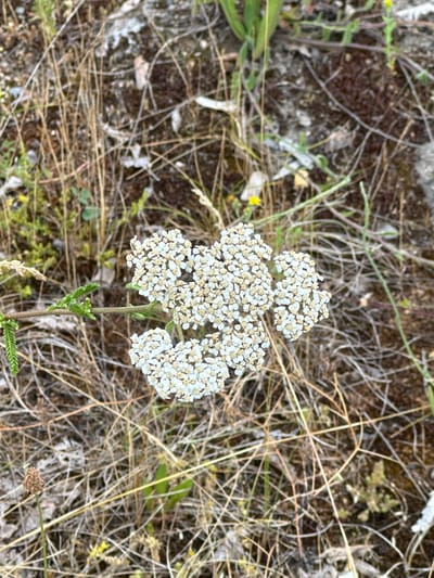 The media file is a close-up, high-angle shot of a cluster of small white flowers, likely yarrow (Achillea millefolium), with distinct yellow centers. The flowers are arranged in flat-topped, corymb-like clusters. The plant's stem is visible, with small, fern-like green leaves developing near its base. The background is a natural, dry, and somewhat barren setting, characterized by a mix of dry grasses, soil, and small stones. Hints of green foliage and tiny yellow wildflowers are scattered in the background. The overall impression is of a plant growing in a wild, possibly arid environment. There is no text visible in the image. The lighting suggests it could be daytime, with no strong shadows indicating a specific time. The setting appears to be outdoors in a rural or natural landscape, potentially in Bad Blankenburg, Germany, as suggested by the location context. The image captures the delicate details of the wildflowers against a muted, textured backdrop.
