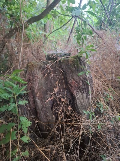 The image shows a close-up view of a moss-covered tree stump in a wooded area. The stump is rough and weathered, with visible bark and rings. Several thin, dry branches and tall grasses surround the stump, and some green leafy plants are growing near it. In the background, there are out-of-focus green leaves and tree trunks, indicating a forest or overgrown natural setting. The lighting suggests it is daytime, possibly overcast. The location is specified as Topaly, Ukraine. There are no people or animals present in the scene.