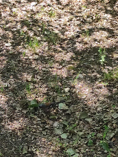 A bird with brown and white plumage stands on a forest floor covered in dry leaves, twigs, and patches of green grass. The bird is facing towards the left of the image. Sunlight filters through the canopy, creating dappled shadows on the ground. The scene is located in a wooded area within the city of Borjomi, Georgia, known for its national park and mineral springs.