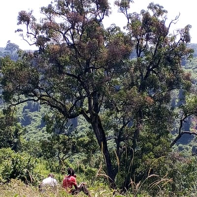 The image depicts a natural landscape in Ihururu, Kenya, with a large, mature tree dominating the foreground. The tree exhibits thick branches and a mix of green and brown foliage. Beneath the tree, two individuals are visible, one wearing a white shirt and the other wearing a red shirt. Both are partially obscured by tall grass. The background reveals a densely vegetated hillside, suggesting a hilly or mountainous terrain. The sky is overcast, providing a diffused light across the scene.