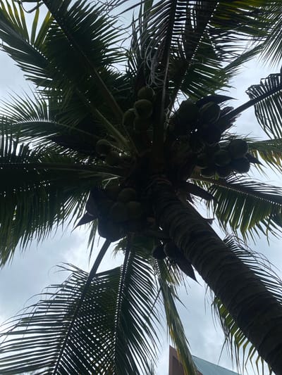 The image is a low-angle shot looking directly up into a coconut palm tree. The tree trunk is visible, ringed with markings, and laden with clusters of green coconuts. Numerous palm fronds radiate outward from the trunk, obscuring much of the sky, which appears overcast with grey clouds. A corner of a building, possibly residential, is visible in the upper right corner of the frame. The location is Baan Kai, Thailand.