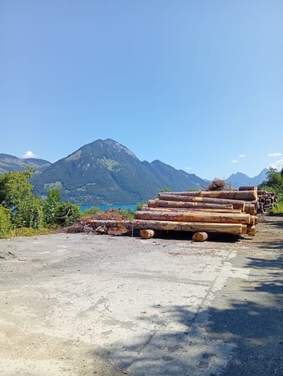 A landscape photograph captures a sunny day in Beckenried, Switzerland, featuring a pile of freshly cut logs in the foreground, a serene lake, and majestic mountains in the background. The logs, stacked neatly, are made of light-colored wood with visible bark textures, and some are supported by smaller log pieces. The ground beneath the logs and in the foreground is a mixture of asphalt and gravel, showing some wear and tear. Lush green trees and vegetation are scattered throughout the scene, with a prominent tree line framing the lake. The lake, a striking turquoise color, reflects the clear blue sky and the surrounding mountains. The mountains themselves are imposing, with steep slopes covered in a mix of green forests and rocky patches. Some distant mountains appear hazy due to atmospheric conditions. The sky is a vast, unblemished blue, indicative of fair weather. There are no people or animals visible in the frame. The overall impression is one of natural beauty and the human activity of logging in a picturesque Swiss setting.