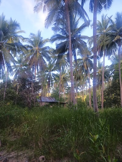 This image presents a serene tropical landscape in Ban Tai, Thailand, dominated by a dense grove of towering palm trees, most likely coconut palms. The scene is viewed from a low perspective, looking through a foreground of lush, tall green grasses and various bushes and smaller plants.
In the mid-ground, a small, rustic hut or shed with a dark, sloping roof is partially visible, nestled amidst the abundant vegetation. Its presence suggests a simple, rural dwelling or storage space within the natural environment. Beyond the hut, numerous tall, slender palm trunks rise towards a bright blue sky, their distinctive fronds forming a dense canopy overhead. Clusters of coconuts are visible on some of the palm trees.
The time of day appears to be late morning or early afternoon, indicated by the bright sunlight filtering through the palm fronds, creating noticeable lens flares or sun rays, particularly in the upper sky. The weather is clear and sunny. No people or specific activities are depicted, conveying a sense of tranquility and an undisturbed natural setting. There is no visible text in the image. The overall impression is one of a verdant, secluded tropical paradise.