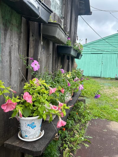 In Уршады, Russia, a wooden fence is adorned with hanging planters filled with blooming petunias in shades of pink and purple. The fence, made of weathered vertical planks, shows signs of age and wear. A rustic wooden shelf is attached to the fence, supporting a white planter decorated with blue floral patterns. Various other planters and plants are visible, creating a vibrant display against the natural backdrop. In the background, a teal-colored wooden structure, possibly a shed or garage, stands under a cloudy sky. The ground is covered in green grass and some unkempt vegetation, with a dark, textured mat near the wooden shelf. The overall scene depicts a humble, outdoor setting, likely a residential garden or yard, with a focus on the colorful flowers.