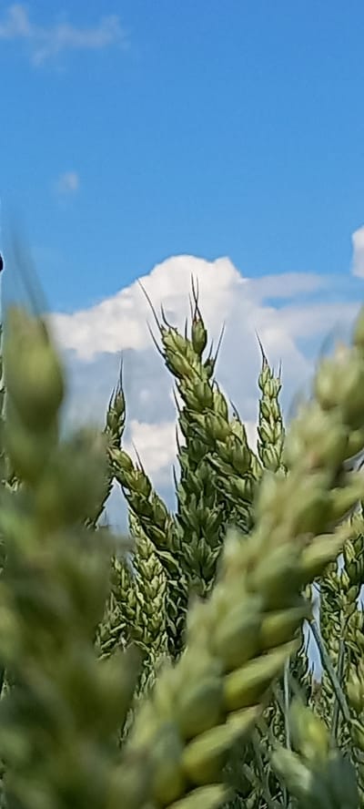 A close-up, vertical shot captures a field of unripe wheat stalks against a bright blue sky with a large, white cloud. The foreground is blurred, focusing attention on the green wheat heads, some of which have delicate spikes. The image appears to be taken in Zolota Poliana, Ukraine, likely during daylight hours. No people are visible, and the focus is entirely on the natural landscape.