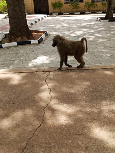 A baboon is walking on a paved area in what appears to be Lim Kundak, Nigeria. The baboon is brown with a distinctive red patch on its rump. The ground it walks on is concrete with a large crack running through it. In the background is a building, trees and a path. The lighting is bright and appears to be in daylight. There are no other people present in the frame.