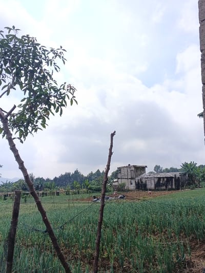 A rural scene unfolds under a cloudy sky. A field of green crops stretches towards a weathered, two-story building with visible wear. The landscape features a mix of trees and vegetation along the horizon. A crude fence, supported by wooden posts, runs through the foreground, partly obscured by foliage. A tree branch with green leaves extends from the left side of the frame, contrasting with the sky and the structures in the background.