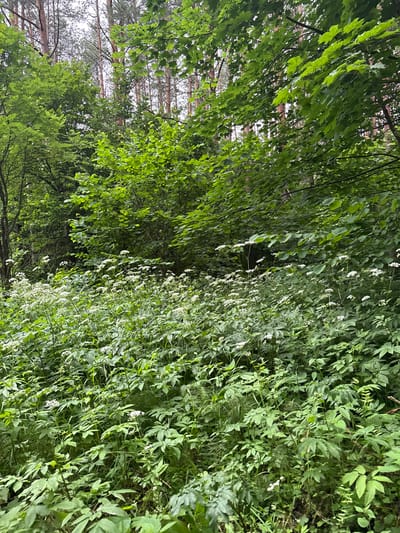 The image depicts a lush, green forest scene with a dense undergrowth of plants and small white flowers. Tall trees with thin trunks, likely pines, are visible in the background, with their branches and leaves forming a canopy overhead. The overall impression is one of a natural, undeveloped area. The location is identified as the village of Garadzyetski Selski Sovet in Belarus. There are no people, animals, or man-made objects visible in the frame, indicating a purely natural environment.
