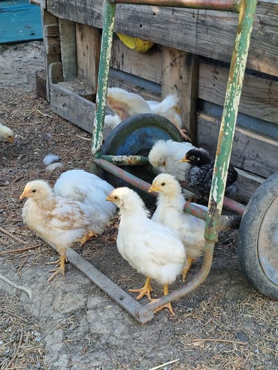 A group of young chickens, some light yellow and brown, and one black and white chick, are gathered on the ground near a weathered wooden structure and a green metal cart with a large wheel. The chickens are standing and pecking at the dry, debris-strewn ground. The scene appears to be outdoors, possibly in a rural or farmyard setting, with a dirt or gravel surface mixed with straw and twigs. The wooden structure is made of rough, aged planks, and the cart is rusty and worn. The overall impression is one of a natural, rustic environment. The location is identified as Lipí, Czechia.