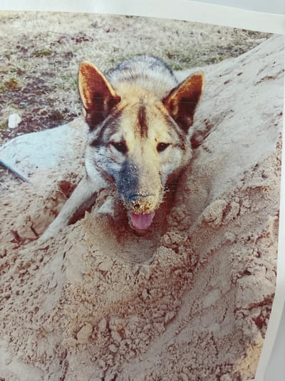 A dog with sand on its face is digging in a pile of sand. The dog is looking directly at the camera with its tongue sticking out. The background is blurred and appears to be a grassy area. The image is taken from a high angle.
