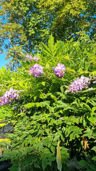 In Limani Litochorou, Greece, a close-up, ground-level view captures a dense cluster of vibrant green foliage belonging to a wisteria vine. Cascading racemes of delicate, pale purple wisteria flowers are interspersed among the leaves, some in full bloom and others in bud. The sunlight illuminates the scene, casting soft shadows and highlighting the intricate details of the plant. The background reveals glimpses of a larger, mature tree with dappled green leaves against a clear blue sky, suggesting a sunny day in an outdoor setting. The lower left corner of the image shows a black plastic crate and yellow elements, indicating the presence of human activity or infrastructure near the natural growth. A single, elongated, pale green seed pod hangs prominently from one of the vines, hinting at the plant's reproductive cycle. The overall impression is one of natural beauty flourishing amidst a semi-urban or garden environment.