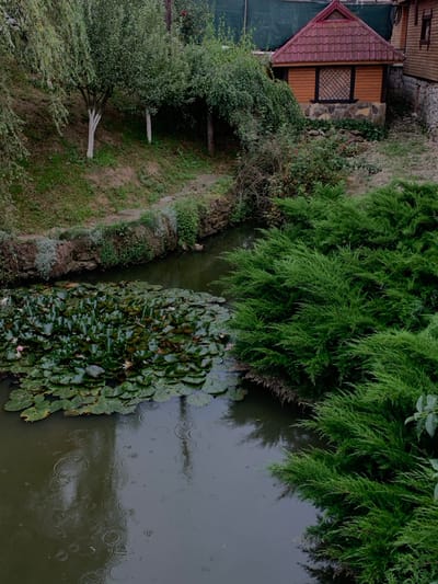 This image captures an outdoor scene, likely a residential garden or park, in Lazeshchyna, Ukraine, under overcast conditions with visible rainfall. A dark, narrow stream or pond occupies the lower half of the frame, its surface disturbed by numerous concentric ripples from falling raindrops. A large, dense cluster of dark green water lily pads with a few faint pink blooms covers the left portion of the water. The right bank of the water body is densely vegetated with vibrant green coniferous shrubs. The left bank ascends as a grassy slope, featuring several trees, two of which have distinct white-painted lower trunks. A narrow, unpaved path runs along the crest of this left bank. In the upper right, a small, light-brown wooden structure with a red-tiled gabled roof and a stone foundation is present; it features a dark-trimmed, possibly latticed window. To its immediate right, a portion of a larger, darker wooden building with a stone foundation is partially visible. A green mesh fence or netting is discernible behind the smaller wooden structure. No individuals are present in the scene.