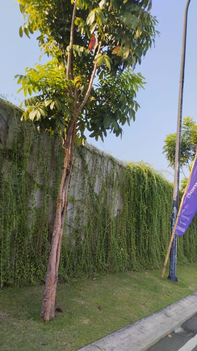 The image shows a tree with a textured, brown trunk standing on a grassy area next to a concrete wall. The wall is covered in hanging green vines. A lamppost stands near the right edge of the frame, and a purple flag with white text is attached to it. The sky is clear and blue. This scene is located in Trosobo, Indonesia.