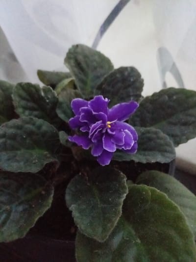 A close-up, overhead shot shows a single purple African violet flower in bloom. The flower has delicate, ruffled petals with a bright yellow stamen at its center. It is surrounded by dark green, velvety leaves, some of which are slightly fuzzy. The background is softly out of focus, with hints of a white sheer curtain and a dark surface below, possibly a windowsill or table. The image was taken in Bologoe, Russia.