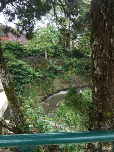 A verdant scene with a small river cutting through lush vegetation. Banana plants and various trees line the riverbank, with a hint of purple flowers dotting the landscape. A building with a red-tiled roof peeks through the dense foliage in the upper-left corner. Two large trees frame the view, their textured bark adding depth to the composition. A green railing runs along the bottom edge, suggesting an elevated perspective.