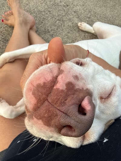 A close-up shot shows a person's hand gently holding the nose of a white dog with brown patches. The dog is lying down, resting its head on the person's lap. In the background, a person's legs are visible, with their feet crossed. The setting appears to be outdoors, on a textured surface that could be a patio or ground. The image was taken in Cartersville, United States.
