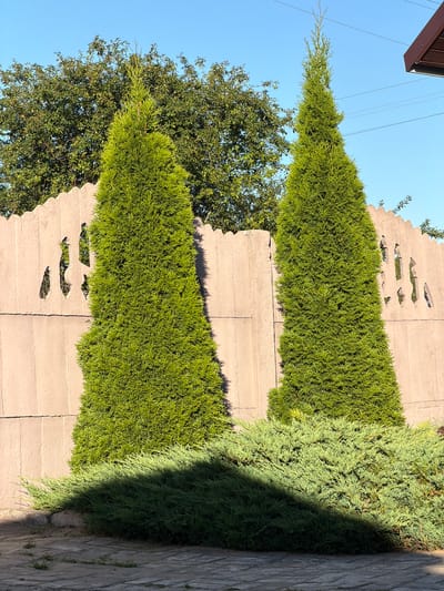 In the city of Valyevach, Belarus, an outdoor scene captures a paved walkway in the foreground leading to a decorative concrete fence. Two tall, conical evergreen trees stand in front of the fence, their lush green foliage contrasting with the pale concrete. A low-lying, bushy evergreen shrub spreads out at the base of the trees, casting a distinct shadow across the walkway. Behind the concrete fence, a dense canopy of mature deciduous trees forms a natural backdrop under a clear blue sky. The overall environment suggests a well-maintained outdoor space, possibly a residential yard or a park.