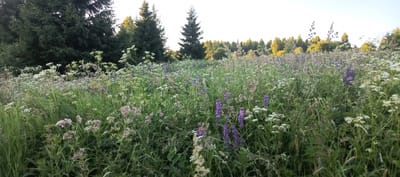 A wide, low-angle shot shows a lush meadow filled with a variety of wildflowers, including clusters of purple lupine, white Queen Anne's lace, and feathery grasses. In the background, a dense line of dark green evergreen trees dominates the left side of the frame, gradually thinning out to a lighter, sun-dappled forest edge on the right. The sky is a pale, clear blue with a hint of haze. The scene appears to be a natural, undeveloped area, possibly on the outskirts of Merchalovo, Russia, given the typical landscape found in such regions. There are no people or animals visible in the image. The overall impression is one of natural beauty and tranquility.