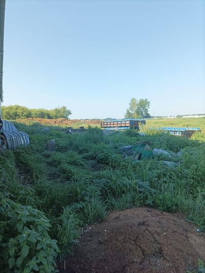 The image depicts an outdoor scene at what appears to be a rural or industrial area, possibly in Sabakayevo, Russia. The foreground is dominated by overgrown green vegetation, with a large pile of brown, granular material, likely soil or compost, in the lower right corner. To the left, there is a section of a corrugated metal structure.

Further into the scene, amidst the dense greenery, are several large, blue metal containers or structures, some of which appear to be transport or storage units. Some of these have visible rust and signs of wear. There are also various other metal debris and green-colored objects scattered within the overgrowth. In the background, a line of trees and a clear, light blue sky are visible. The overall impression is one of an unmaintained or storage area with signs of industrial equipment amidst natural growth. No people or animals are visible in the image.