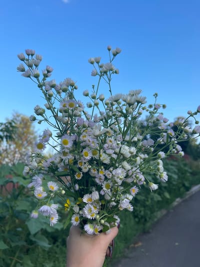 A bouquet of small white wildflowers with yellow centers is held by a person's hand. The flowers are varied in their bloom stage, with some fully open and others still in bud. The bouquet is positioned against a backdrop of a clear blue sky and blurred green foliage, suggesting an outdoor setting. The lighting indicates it is daytime, likely late afternoon or early evening, given the soft light and the slight desaturation of colors. A dark, possibly paved surface is visible in the upper right portion of the image, hinting at a path or road. The overall mood is serene and natural. No text is visible in the image.
