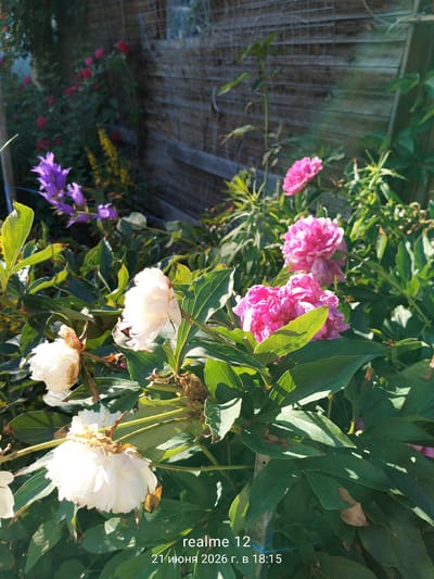 The image shows a close-up view of several blooming peonies in a garden. The peonies are in various stages of bloom, with some fully open and others still budding. The flowers are predominantly white and pink, with some appearing to be fading. Lush green foliage surrounds the flowers, with some leaves showing signs of dryness or damage. In the background, a weathered wooden fence is visible, partially covered by greenery. To the left, a cluster of purple bell-shaped flowers and some yellow flowers are also present. The scene is illuminated by sunlight, creating dappled shadows across the leaves and flowers. Text overlay at the bottom indicates the device "realme 12" and the date "21 июня 2026 г. в 18:15", which translates to "June 21, 2026 at 18:15". The location is identified as "Космос-2 Снт, Russia".