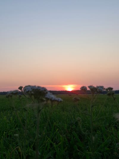 The image depicts a rural sunset scene in the city of Perevoznoe, Russia. The sky displays a gradient of soft pastel colors, transitioning from a pale blue at the top to a warm pink and orange hue near the horizon. The sun is partially visible, a bright orange disc just above a dark line of trees that stretches across the middle ground. In the foreground, out-of-focus wild grasses and flowers with fluffy seed heads dominate the frame, their delicate structures obscuring parts of the landscape behind them. The ground is covered in lush green grass, appearing somewhat damp. The overall impression is one of a tranquil evening in the Russian countryside.