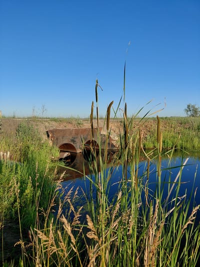 A body of water reflects the clear blue sky and surrounding vegetation. In the foreground, cattails and tall grasses stand on the bank. Further back, a concrete embankment supports a rusted, double-arched culvert. Beyond the embankment, a dry, grassy field stretches to the horizon, with a lone tree visible in the distance. The scene is bathed in the warm light of what appears to be late afternoon or early morning.
