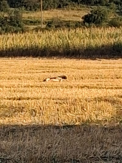 The image depicts a rural scene in Goran, Bulgaria, likely a field post-harvest. In the center of the frame, a long-haired animal, possibly a dog, is lying down amidst the dry, golden stalks of hay or stubble. The animal appears to be of medium to large size, with visible patches of white and dark fur. The surrounding environment consists of a field of harvested crops, with a line of trees or dense vegetation forming a dark background at the top of the image. The lighting suggests it is daytime, with shadows cast across the field, indicating a low sun angle, possibly early morning or late afternoon. The overall impression is one of tranquility, with the animal resting in the quiet landscape.