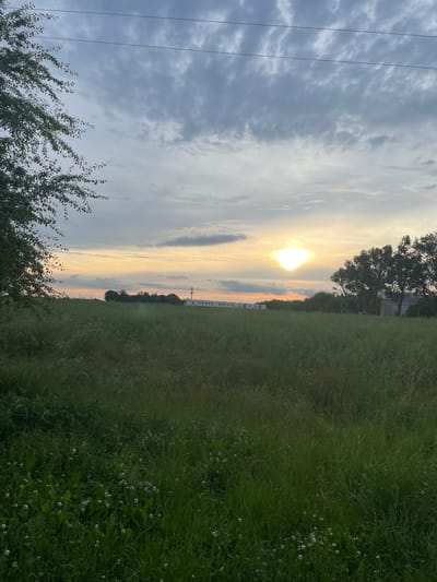 The image depicts a rural landscape at sunset in Wysoka, Poland. The foreground is dominated by a field of tall green grass, interspersed with small white wildflowers. To the left, the branches of a leafy tree extend into the frame, partially obscuring the sky. In the middle ground, a long, white building with a row of windows is visible, situated behind a line of trees. Further to the right, more trees and a taller, modern building with visible windows and a cellular tower are present. The sky is filled with a mix of gray and white clouds, with the sun setting low on the horizon, casting a warm, yellow-orange glow. Two thin power lines stretch horizontally across the upper portion of the image. The scene is static and depicts an outdoor environment.