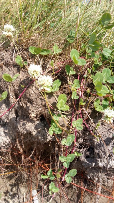 The image shows a close-up view of white clover flowers and leaves growing from a muddy embankment with visible roots. The clover has characteristic three-lobed leaves and round, white flower heads. The soil is dark and crumbly, with numerous thin, reddish-brown roots exposed from the erosion of the bank. Tall, dry grass blades are present in the background, suggesting an outdoor, natural setting. The lighting indicates it is daytime, with shadows cast by the plants and soil. The scene is devoid of human presence or any man-made objects, other than a small, out-of-focus white tag visible at the bottom center of the image. The environment appears to be a roadside or field edge, possibly a disturbed soil area.