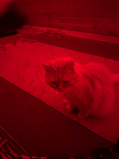 A fluffy, ginger cat is the central subject of this image, lying on a rug. The scene is bathed in a strong red light, which casts a warm and slightly eerie glow over everything. The cat's fur appears light-colored under the red illumination, and its eyes are dark and reflective. It is lying on its side, with its head turned towards the viewer.
The setting appears to be indoors, with a wooden surface visible to the left of the cat, likely a wall or floor made of planks. The rug the cat is on has a textured surface. To the right, a darker area suggests another surface or object, possibly a darker rug or piece of furniture with a patterned edge.
The red lighting dominates the image, making it difficult to ascertain the exact time of day or weather conditions. The overall mood is intimate and perhaps a little mysterious due to the unusual lighting. There is no visible text in the image. The context provided states the location is Borodino, Russia, but there are no specific visual cues within the image to confirm this.