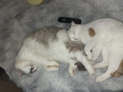 Two cats are sleeping on a fluffy gray rug. One cat is predominantly white with a tan patch on its back and is curled up, facing left. The other cat is a calico with white, gray, and tan fur and is lying on its side, facing right. A black remote control is positioned on the rug between the two cats. The environment appears to be indoors, with soft lighting.