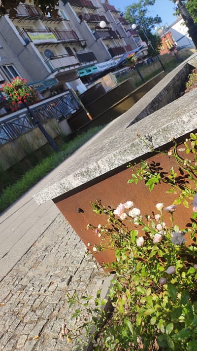 This media file captures a sunlit scene in Żyrardów, Poland, featuring a canal lined with buildings and a cobblestone pathway. The perspective is low, looking up towards a multi-story building with balconies adorned with red flowers. The canal itself is visible, reflecting the sky and surrounding architecture. In the foreground, a rusted metal planter box holds a cluster of delicate pink and white roses, their blossoms catching the sunlight.

The time of day appears to be late morning or early afternoon, given the bright sunlight casting distinct shadows. The weather seems clear and pleasant. The building in the background suggests an urban or semi-urban environment, likely a commercial or residential area given the storefronts visible at the ground level.

Notable details include the textured cobblestone pathway, the weathered appearance of the rusted planter, and the vibrant contrast between the red flowers on the balconies and the soft hues of the roses in the foreground. A satellite dish is visible on one of the balconies.

There are no people clearly visible in the image. The overall mood is peaceful and tranquil, with a touch of natural beauty enhanced by the urban setting.

Visible text includes signs on the building, such as "YURKA" and what appears to be "BEAUTY" in yellow lettering, as well as other illegible signs on the storefronts below. There is also text on a green sign in the background, possibly advertising a service. A single cigarette butt is visible on the cobblestones near the bottom left of the image.