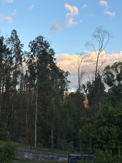The image shows a natural scene with a focus on trees and the sky. The sky occupies the left half of the image and features a blue expanse with scattered white clouds. A large, cumulonimbus cloud with a prominent vertical development dominates the center of the upper portion of the scene.

The right side of the image is filled with dense foliage, composed primarily of tall, slender trees. The trees form a natural barrier and partially obscure what lies beyond. In the lower right, there is a stone wall with a wire fence on top. A small grassy area is also present. The scene could be located near Celorico de Basto, Portugal.