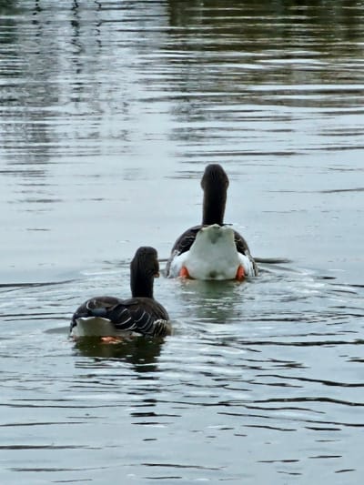 The image depicts two geese swimming in a body of water in Bech-Kleinmacher, Luxembourg. Both birds are observed from behind, moving away from the viewer, generating ripples on the water's surface. The lead goose, positioned centrally in the background, exhibits dark grey plumage on its head, neck, and back, contrasting with prominent white undertail coverts; orange coloration from its submerged feet is partially visible. The second goose, situated closer to the foreground and slightly to the left, displays similar dark grey plumage with distinct feather patterns on its back and wing regions, a dark neck, and visible orange at the waterline where its feet interact with the water. The water's surface is characterized by horizontal reflections suggesting an overcast sky or distant, muted surroundings. No human subjects, artificial objects, or land are visible within the photographic frame.