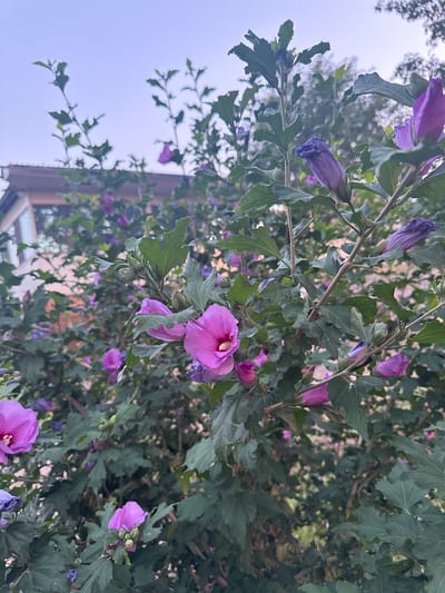 This media file displays a close-up, angled view of a flowering bush, likely a hibiscus variety, with prominent purple and pink blossoms. The flowers are in various stages of bloom, with some fully open and others still in bud. The leaves are a deep green, lush, and somewhat serrated. The overall scene is natural and outdoors, with the soft, diffused light suggesting it might be overcast or late in the day. The background includes hints of a building with a roofline and possibly a window or balcony, suggesting an urban or suburban garden setting. There is no visible text. The image is oriented vertically with the bottom of the frame at the top.