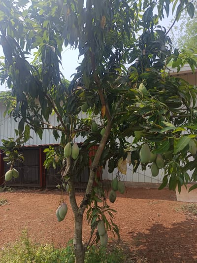 An outdoor, eye-level shot captures a vibrant mango tree laden with numerous green, unripe mangoes, set in what appears to be a rural or semi-rural environment in Dhundshi, India. The tree occupies the central and foreground of the image, its sturdy trunk anchored in reddish-brown soil. Its dense canopy of dark green, elongated leaves is illuminated by bright daylight, with patches of clear blue sky visible through the foliage, suggesting a sunny day.
Many green mangoes, varying in size and shape, hang from the branches, some individually and others in small clusters. Several mangoes exhibit a subtle purplish or reddish blush, indicating their stage of development. The ground beneath the tree is primarily reddish-brown earth, with sparse patches of green grass and weeds visible, particularly in the lower left corner.
In the background, a building with white corrugated metal walls and dark-framed structures (possibly windows or vents) is visible. A section of the building's base or lower wall appears to be a reddish-brown color, complementing the color of the soil. Another tree or dense foliage can be faintly seen in the upper right background, beyond the building. No people or text are visible, and no specific activity is taking place; the image focuses on the natural abundance of the fruit-bearing tree in its sunlit environment.