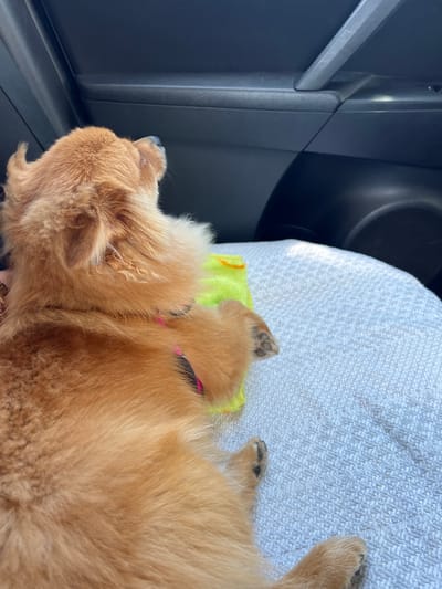 A tan-colored dog with fluffy fur is lying down on a white towel inside a vehicle. The dog is facing away from the camera, looking upwards and to the right. A neon yellow toy is partially visible beneath the dog's paws. The interior of the car, including the door panel and a speaker grille, is visible in the background. The location is identified as Modlnica, Poland.