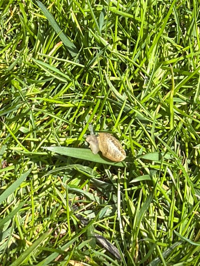 The image shows a snail on grass. The snail has a translucent shell with brown markings. The grass is green and appears to be closely cut, suggesting a lawn or similar maintained area. The image was not taken in Kavrakirovo, Bulgaria.