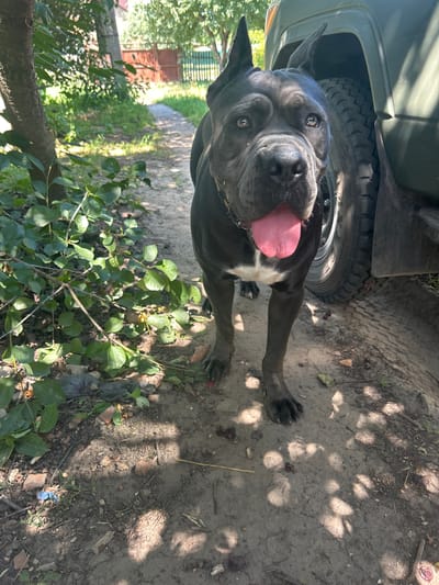 In the city of Velykyi Trostianets, Ukraine, a dark gray Cane Corso dog stands on a dirt path next to an olive green vehicle. The dog is panting with its tongue out, and its ears are pointed upwards. Lush green foliage with scattered leaves and branches borders the left side of the path. The ground is covered in dirt, small stones, and debris, with dappled sunlight filtering through overhead trees creating shadows. In the background, a wooden gate and a fence are visible, along with more trees and foliage.