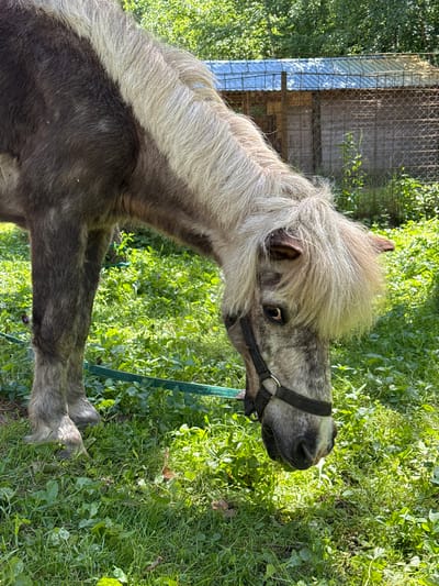 A dappled gray pony with a shaggy mane and forelock stands in a grassy, sunlit area. The pony is wearing a black halter and is facing downward, appearing to graze or investigate the ground. A green rope is visible extending horizontally across the lower portion of the image, attached to the pony's halter. In the background, there is a wooden structure with a corrugated metal roof, enclosed by wire fencing, set against a backdrop of dense green foliage. The environment suggests an outdoor enclosure or paddock. The image does not contain any information to specify its location within the city of Vorsma, Russia.