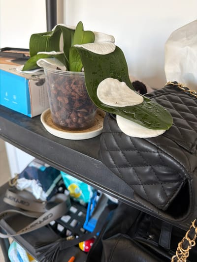 This image depicts a close-up view of a shelf in what appears to be a storage area or closet, possibly in a home. The foreground is dominated by a black quilted handbag with gold chain accents. Resting on the handbag is a green plant leaf, seemingly an orchid leaf, with two white cotton rounds placed on its surface. One cotton round is partially obscured by the leaf. The leaf itself is curved and appears slightly moist.
Behind the handbag and plant leaf, a clear plastic pot filled with brown orchid bark is visible. The pot sits on a small, beige saucer. To the left of the pot, a portion of a blue cardboard box with some text and icons is visible. The shelf itself is black and textured.
Further in the background, other items are stored, including what looks like a blue plastic basket containing various objects, some of which appear to be baby supplies like diapers and wipes, as well as a small colorful toy. The overall lighting is bright, suggesting an indoor environment with artificial or natural light coming from the front or side. The background is out of focus, showing a plain white wall. There are no people visible in the image. The specific location in Sderot, Israel is not determinable from the visual evidence in the image.