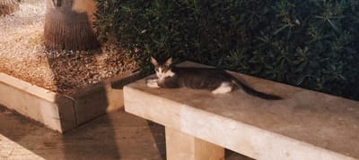 A domestic cat is lying on a stone bench in an outdoor area at night. The cat has dark gray and white fur, with white paws and a white chest. It is facing left with its head slightly raised, looking towards the viewer. Behind the bench is a dense green bush. To the left of the bench, there is a textured object that appears to be the trunk of a palm tree, surrounded by small, light-colored gravel. The area seems to be a public space, possibly a garden or courtyard. The lighting suggests it is nighttime. The image does not provide specific evidence to pinpoint the location to San Vito Lo Capo, Italy.