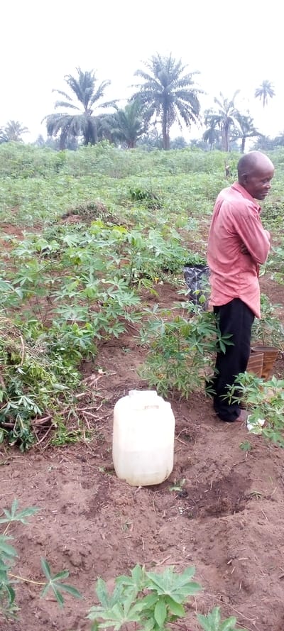 This image depicts an outdoor agricultural scene in Omagwa, Nigeria, featuring a man amidst a field of crops. In the foreground and midground, numerous young plants with distinctive green, lobed leaves, characteristic of cassava, grow from the reddish-brown soil. Some areas of the soil appear tilled or recently worked.
An older man, likely of African descent, stands on the right side of the frame, partially turned away from the camera. He wears a reddish-orange, long-sleeved shirt and dark pants, with his arms crossed over his chest. He has short hair and a mustache, and his gaze is directed towards the right, appearing to survey the field.
In the lower-left foreground, a white plastic jerrycan with a cap sits on the ground. To its left, a pile of cut plant material, including stems and leaves, is visible on the soil, suggesting recent clearing or pruning activity. A dark bag is partially visible behind the man, near the cassava plants.
The background is filled with a dense plantation of tall palm trees, consistent with oil palms, extending towards a bright, overcast sky. The diffused light indicates a cloudy daytime. The scene conveys a sense of agricultural work in a tropical setting, with the man observing his cultivated land. No visible text is present.