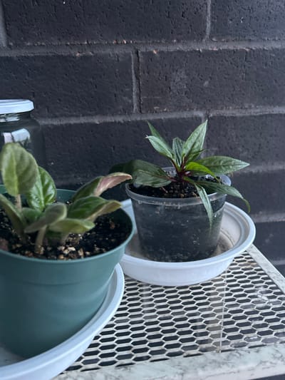 Two potted plants are on a white, hexagonal-patterned metal table in front of a black brick wall. The plant on the left is in a teal pot and has fuzzy, heart-shaped leaves. The plant on the right is in a clear plastic pot and has glossy, elongated leaves with red stems. A glass jar with a white lid is partially visible behind the plant on the left. The scene is outdoors, likely on a balcony or patio, given the brick wall and outdoor furniture. The image was taken in Richmond Hill, Canada.
